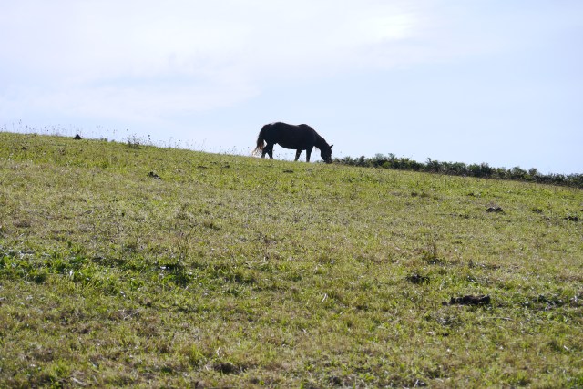 Cueto faro walk pantheon horse-riding William Rowland Jose Jackson