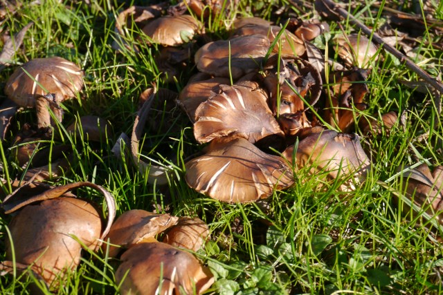 park parque llamas santander mushrooms