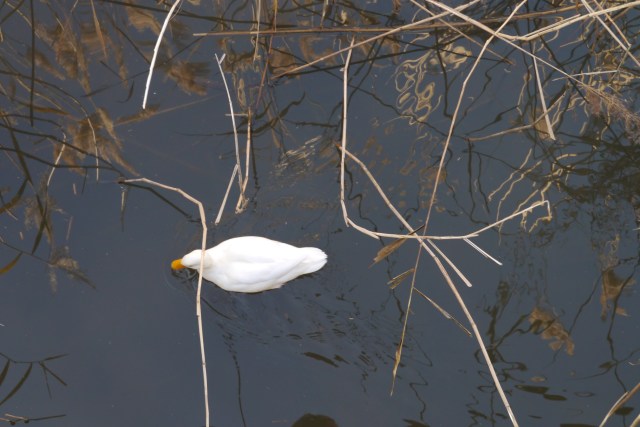 santander llamas park parque bird