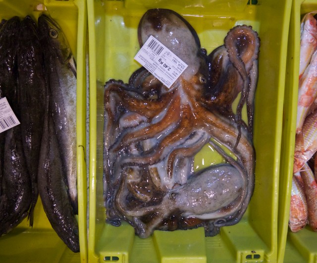 New lonja fish wholesale pescado market Santander Cantabria Spain